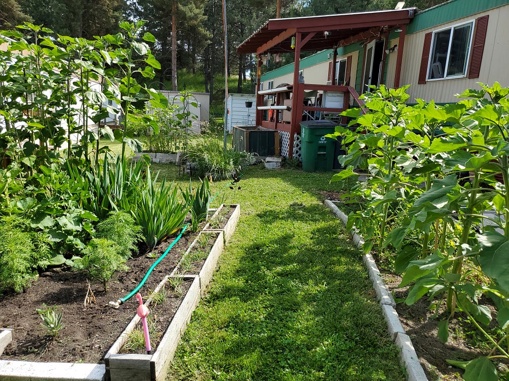 A green path runs between two flower beds towards a wooden deck painted reddish brown attached to a mobile home painted cream with green trim. Seen in the background in front of the deck is a green recycling can, a three-foot tall raised bed, more raised beds for plants, and a flag pole.