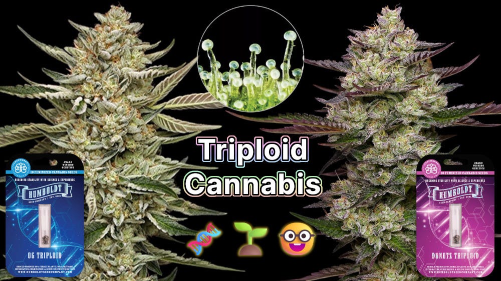 triploid cannabis explained: is it worth growing?