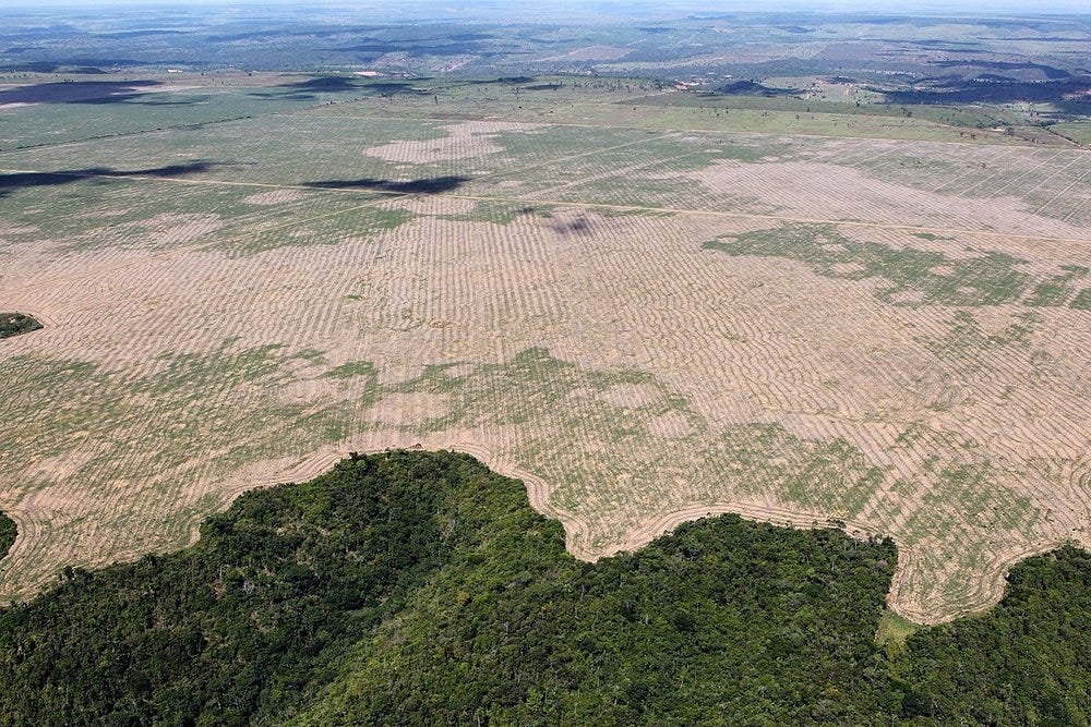 There is thick green rainforest which bleeds into flat, empty brown land that used to be forest.