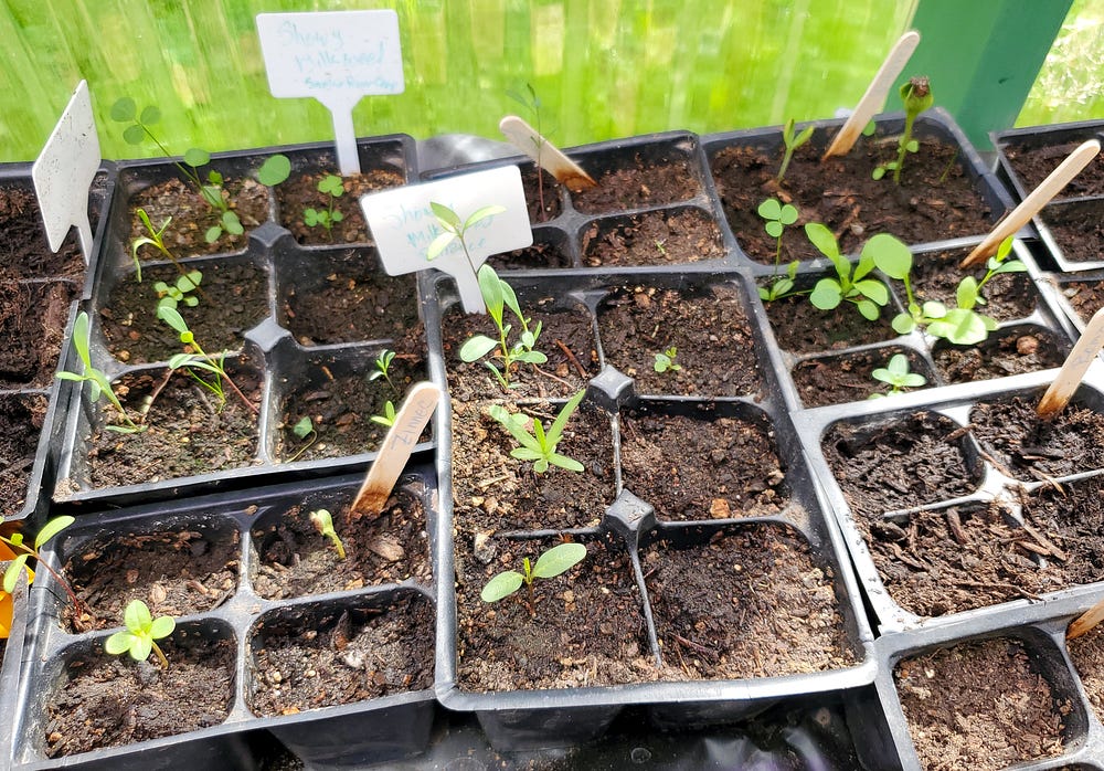 Several four and six cell starter pots with plant tags filled with potting soil and a number of small weeds growing in wach.