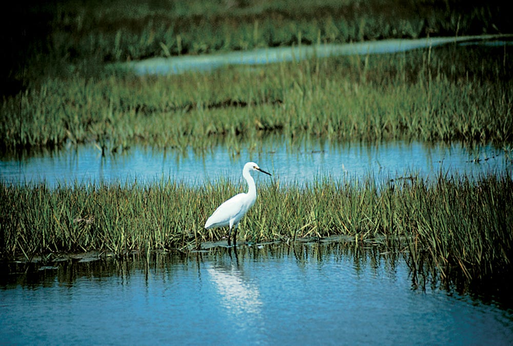 A snowy egret stands in a marsh