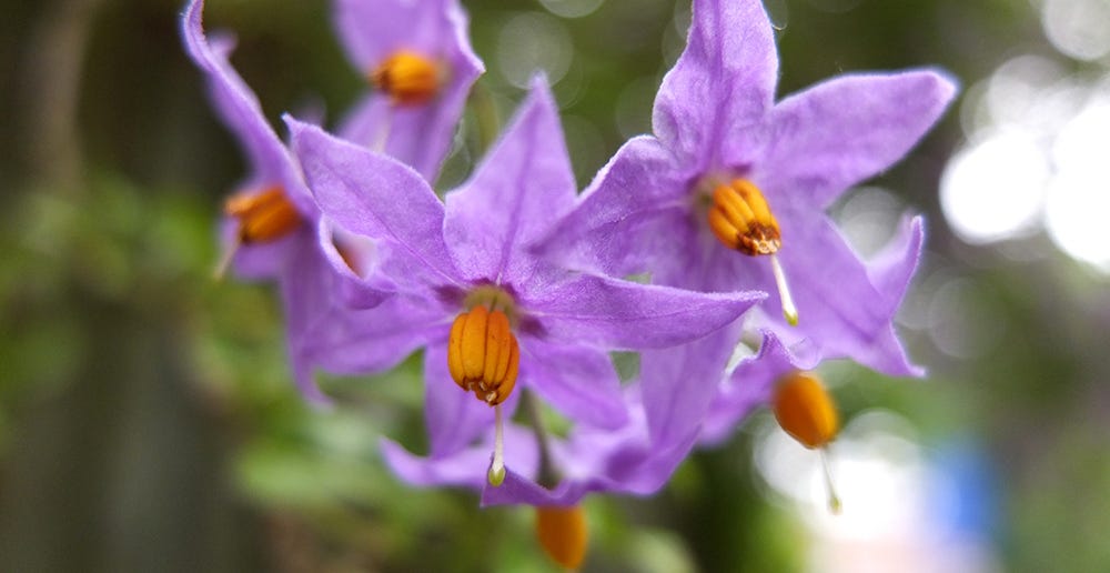 Small purple star-shaped flowers with pronounced yellow centres similar to nightshade or potato. UK. May 2016. Possibly Chilean nightshade.