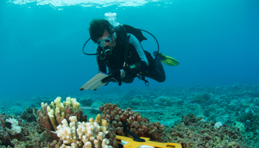 Marine diver exploring under water.