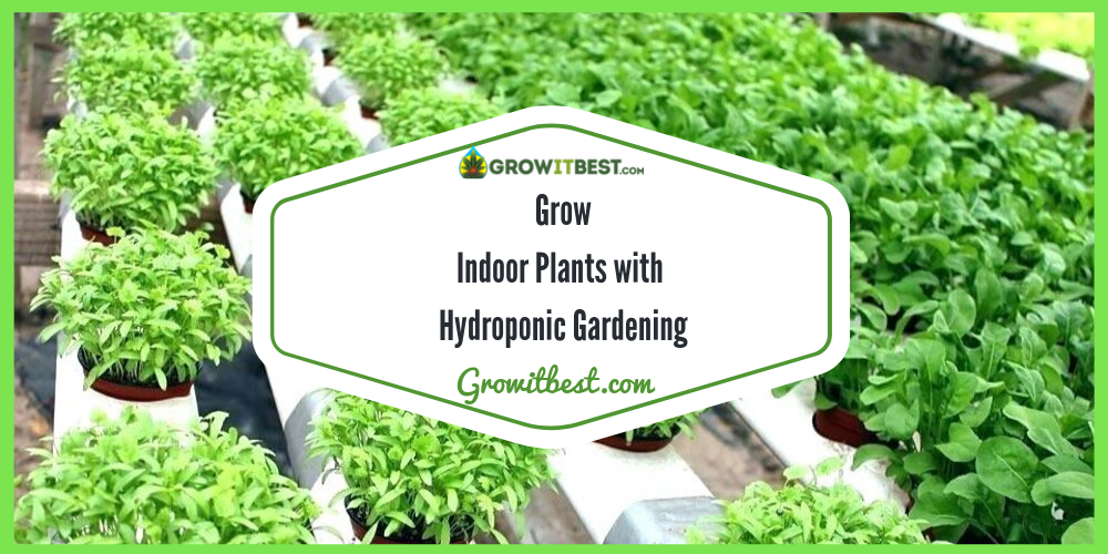 hydroponic gardening