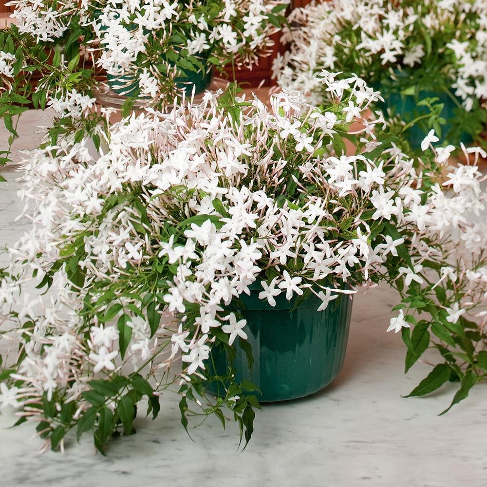 Potted Jasmine Plant