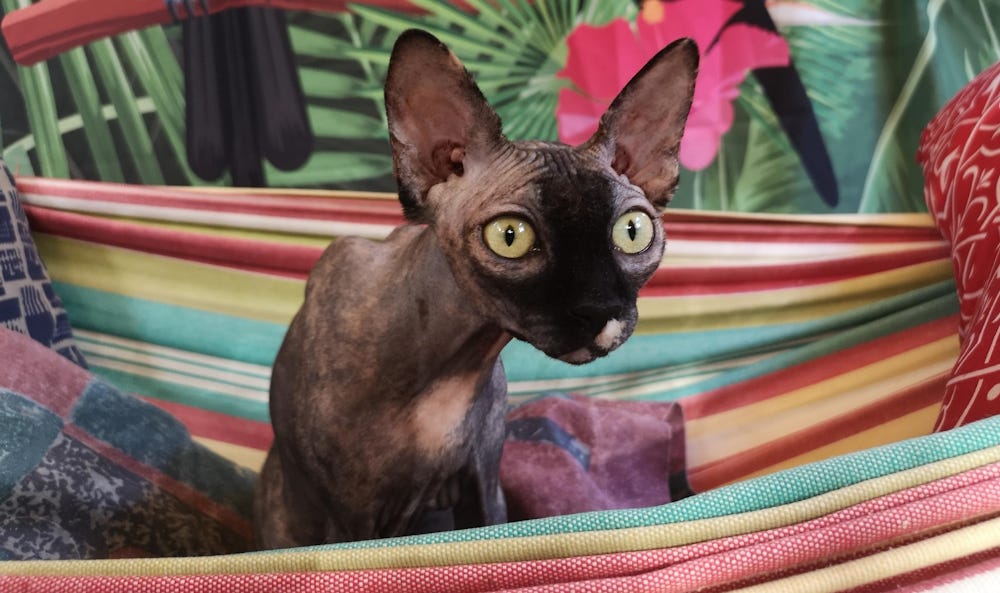 Our sphynx cat, Leila, in a bright coloured hammock