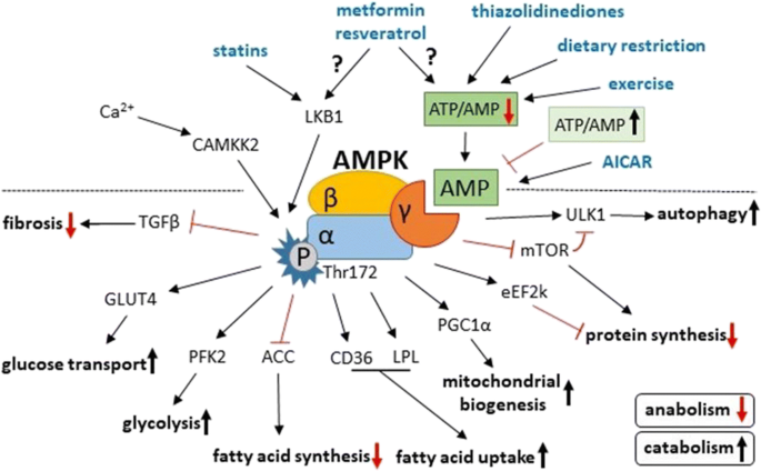 AMPk pathway