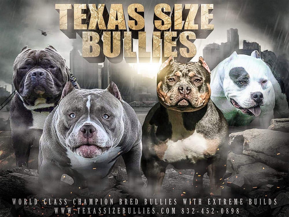 texas size bullies