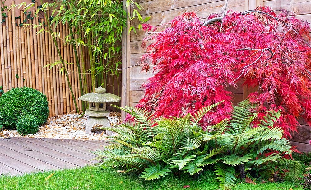 Zen Garden Ideas For Your Backyard - Plants
