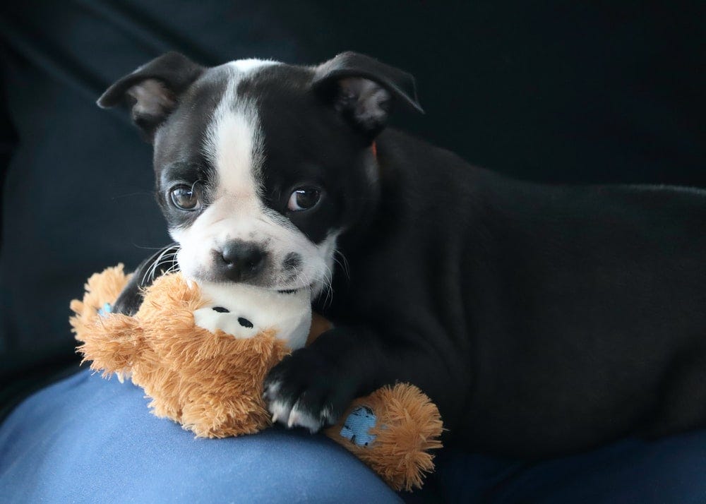 Boston terrier with a teddy bear