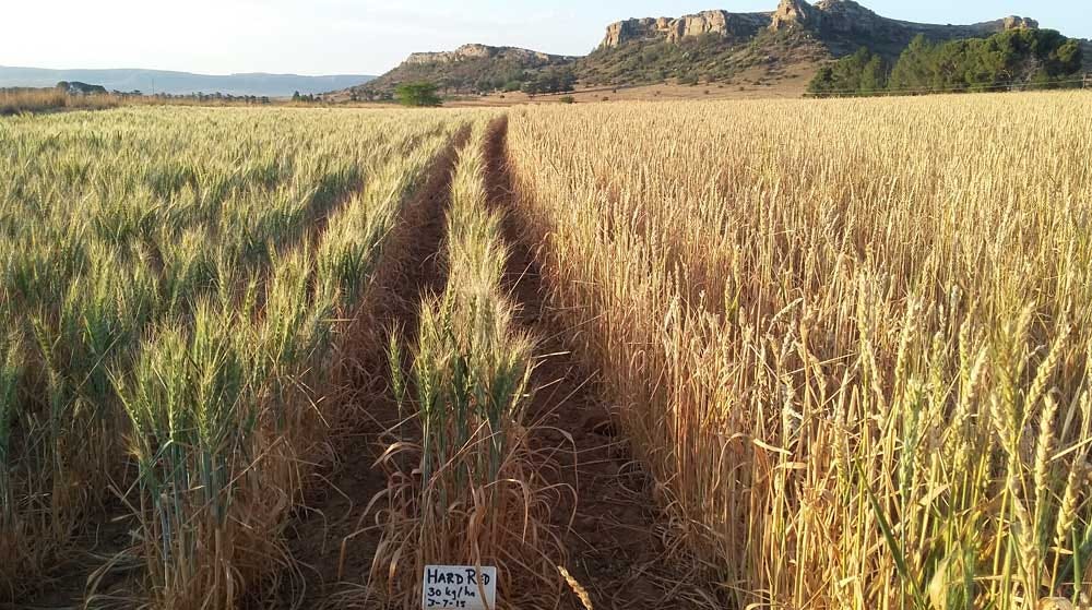 Organic wheat grown in South Africa