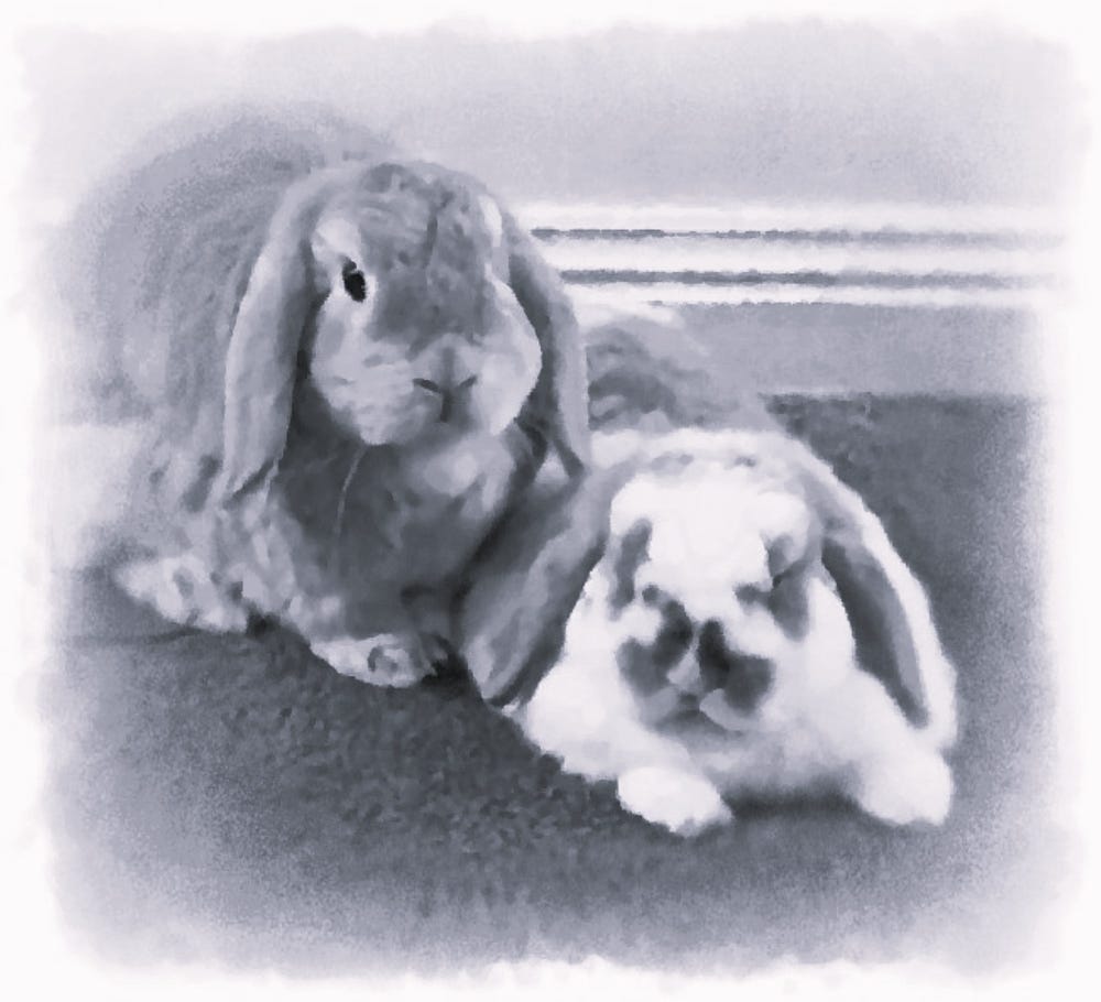 Black and white image of two rabbits- one sitting, the other lying down beside her.