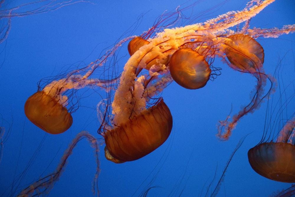 There are six Pacific Sea Nettle jellyfish gliding through blue water. They all have golden brown bell-shaped bodies with long, brown, ruffled tentacles following behind them