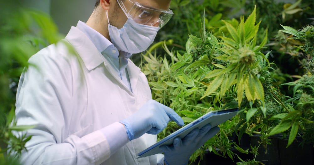 security guard for the cannabis industry in california