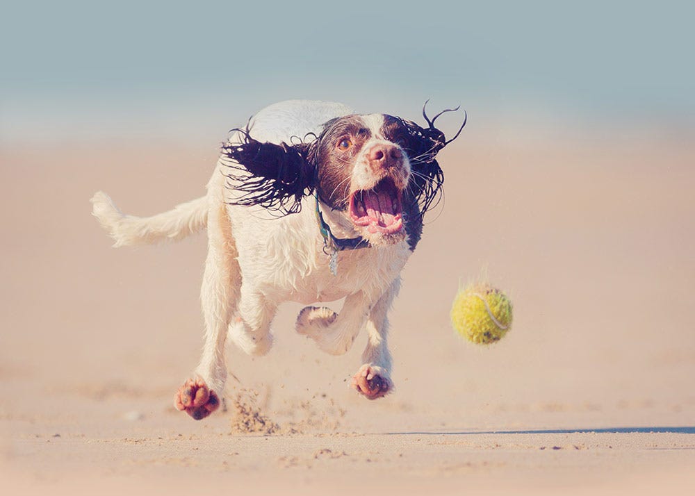 Exasperated dog running and trying to catch a ball.