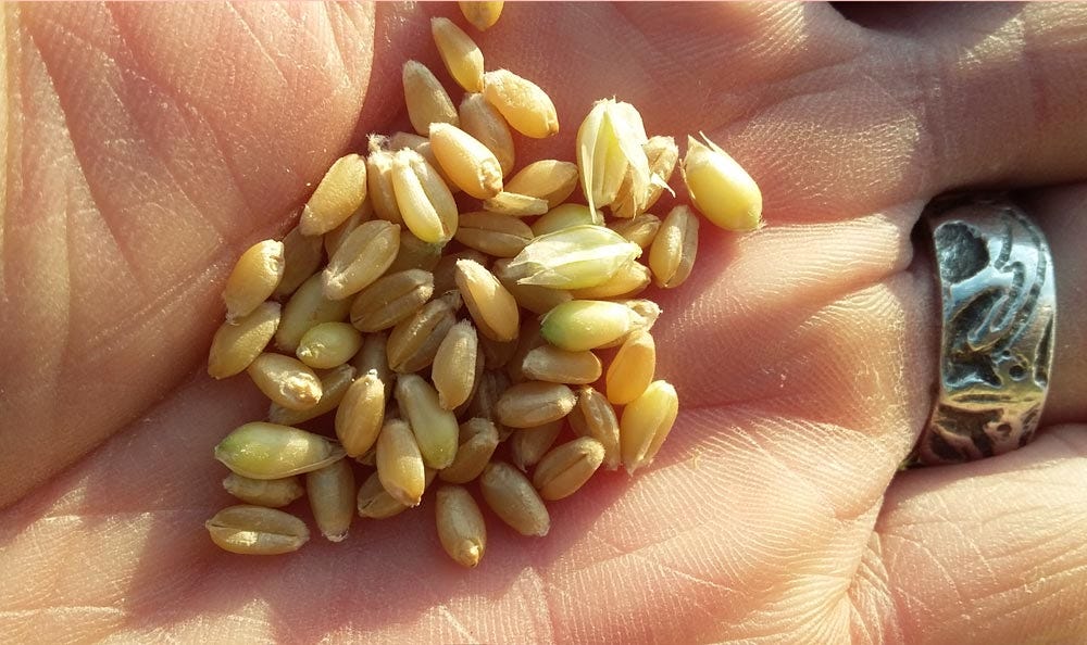Organic grains of wheat