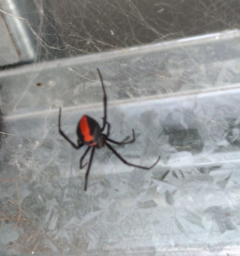 A large black redback spider with a characteristic red arrow on its back, sitting in a loose web on the side of a metal beam