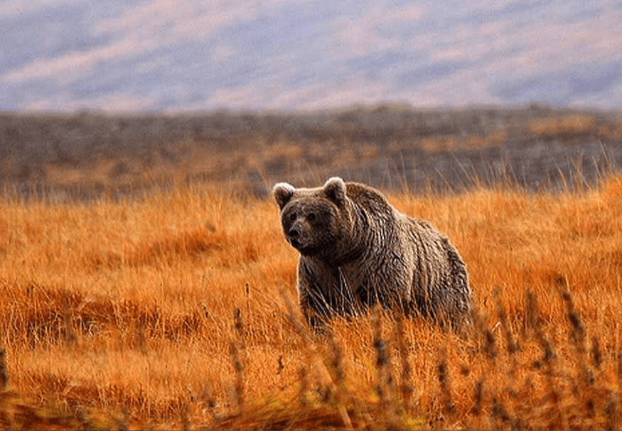 https://hunzaadventuretours.com/tour/hunza-valley-autumn-tour/