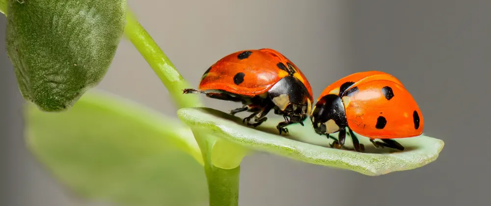Two ladybugs on a green leaf with water droplets, against a blurred background. One ladybug is facing left towards the stem of the plant, and the other is facing right, towards the open air. Both insects are brightly colored with distinct black spots on their red wing covers.