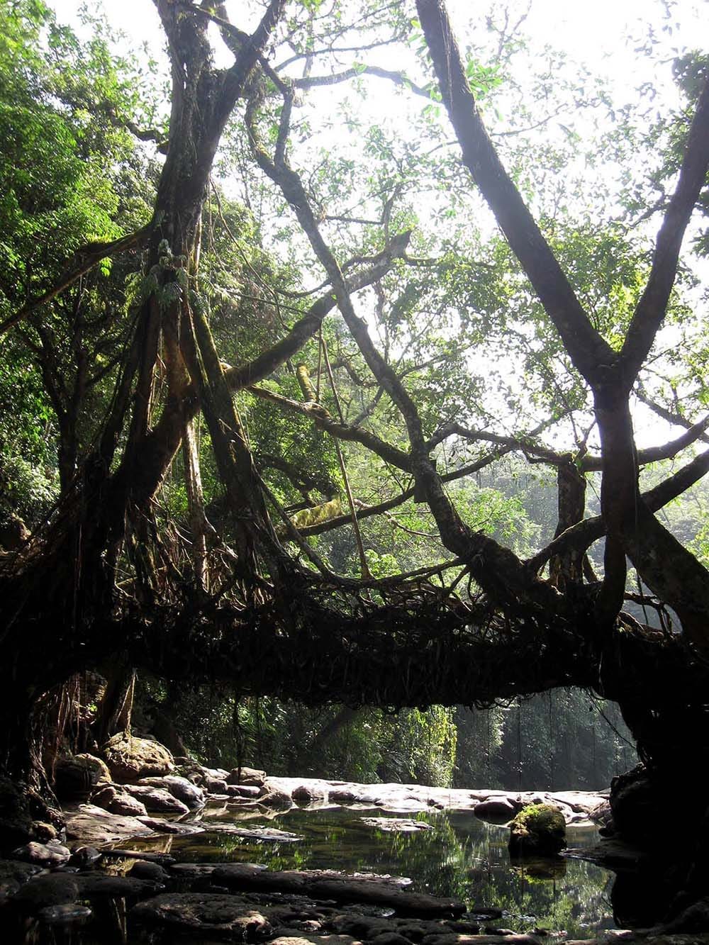 The living bridges stand as a testament to the unique interaction between people and nature in Meghalaya.