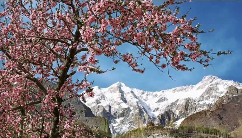 https://hunzaadventuretours.com/tour/hunza-valley-cherry-blossom-tour/