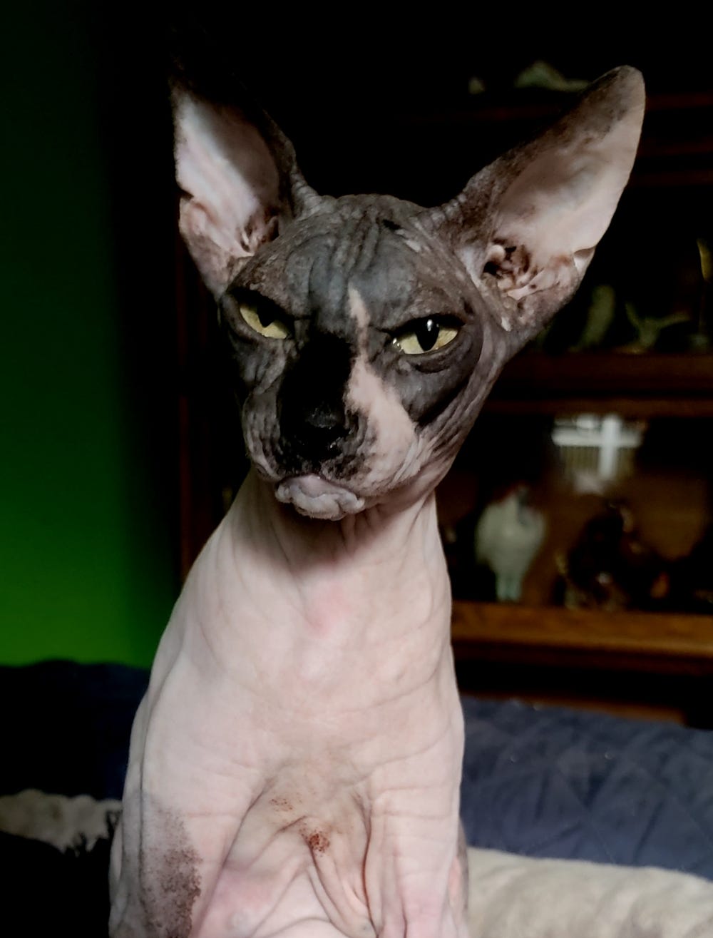 Angry looking grey and white sphynx cat.