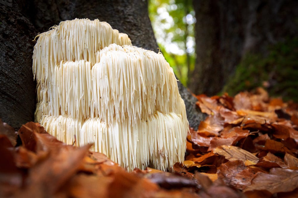 Lion’s mane mushroom in forest