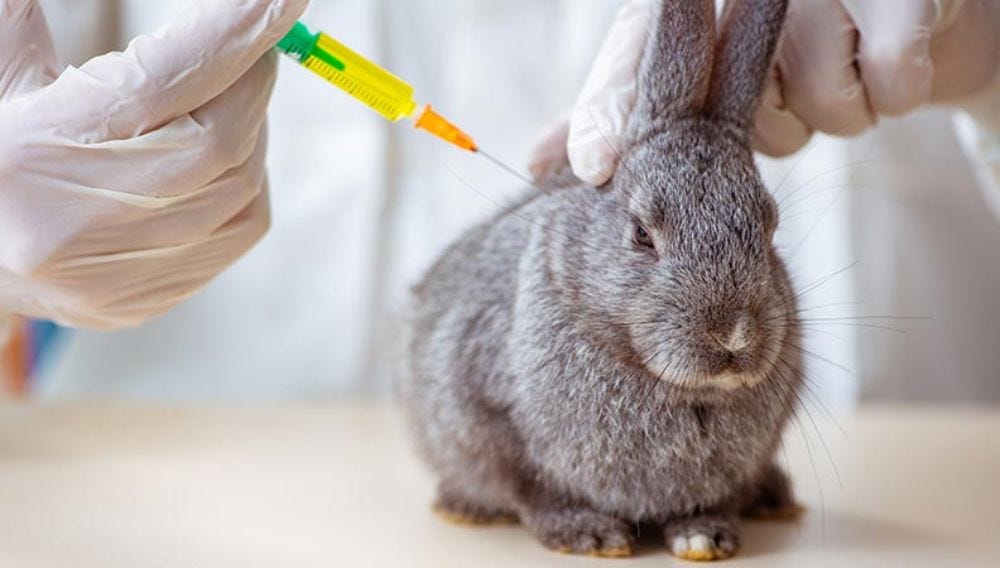 What are the deworming vaccination and desexing protocols for rabbits?
