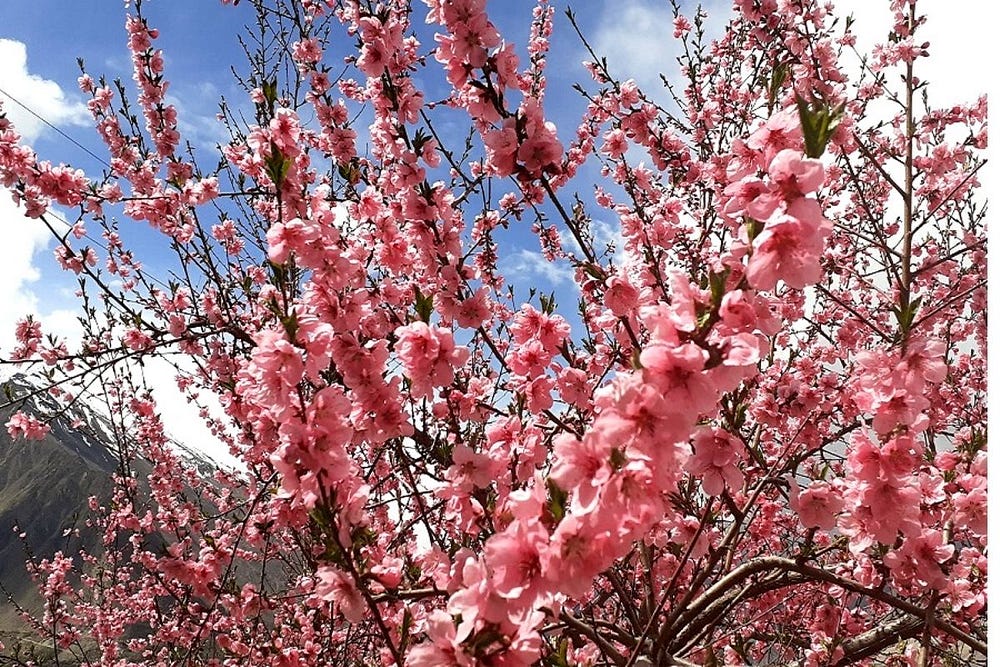 http://www.hunzaadventuretours.com.pk/hunza_appricot_cherry_blossom_tours.html