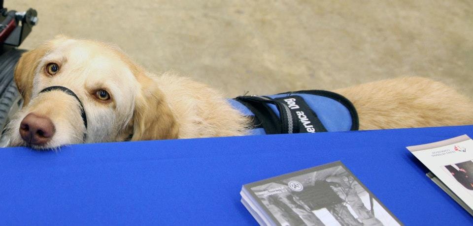 Service Dog at Waco Benefits Fair