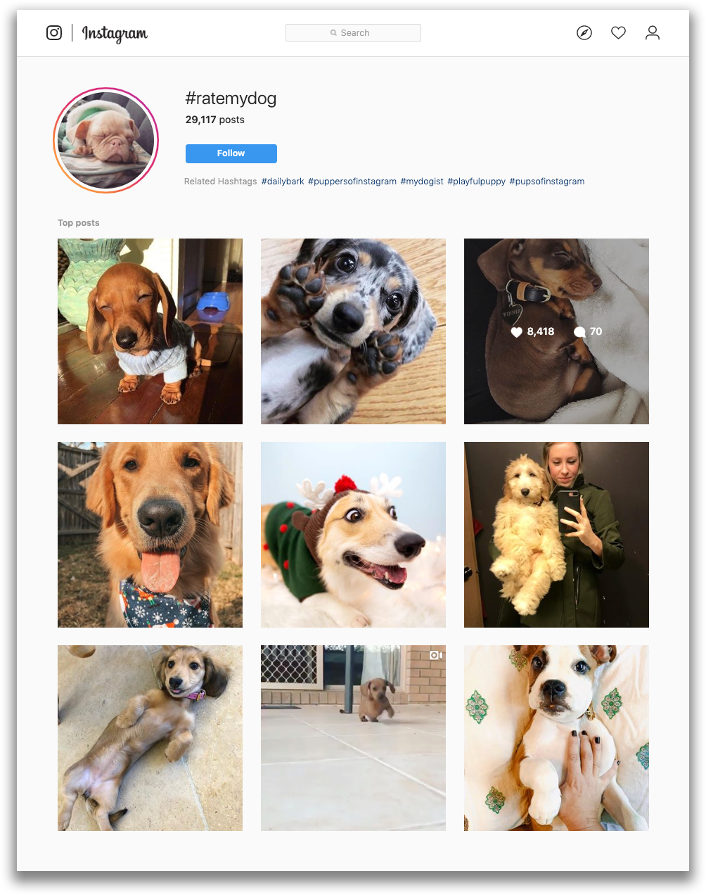 Top Posts of Instagram for #ratemydog