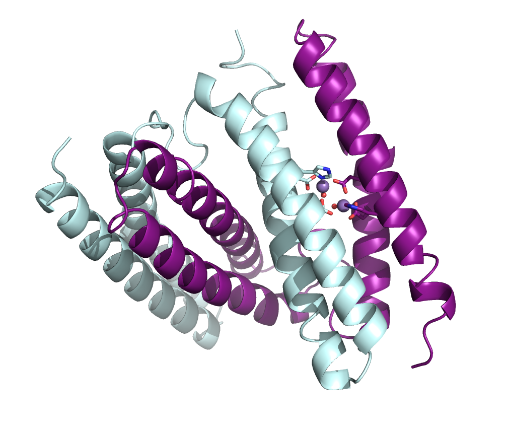 Image showing one of the structures the Bowman lab has solved of the metalloprotein rubrerythrin from the bacterial pathogen Burkholderia pseudomallei. The Bowman lab runs its own projects through the HTX Center to find optimum crystallization conditions and test different size crystals for different data-gathering techniques.
