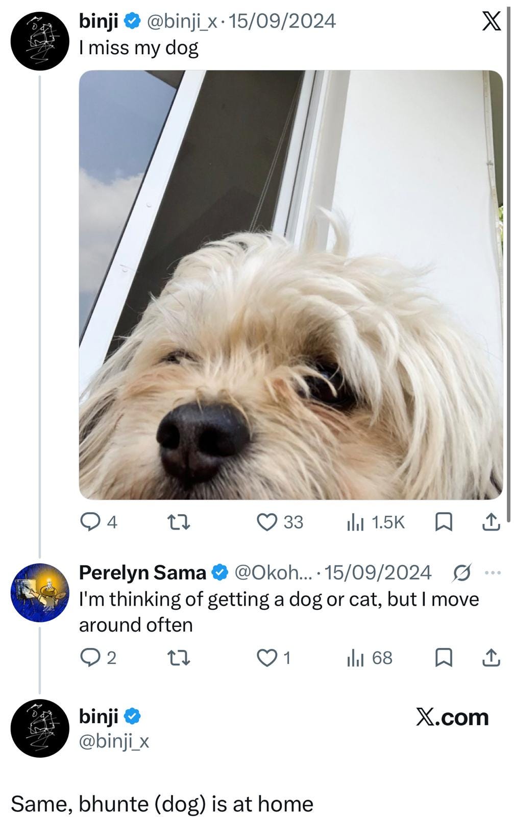 $BHUNTE — Binji’s Dog