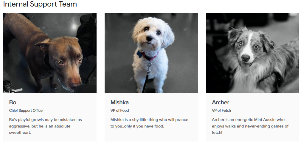 Screenshot from a website, of three dogs with profiles like on a careers site. Each has a job title and intro: Chief Support Officer, VP of Food and VP of Fetch.