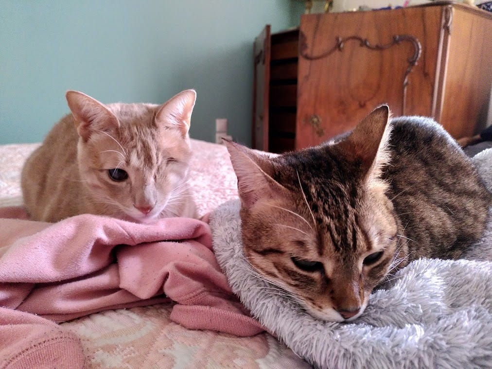 Two cats, one ginger with one eye, and and one tabby, curled up together on a bed