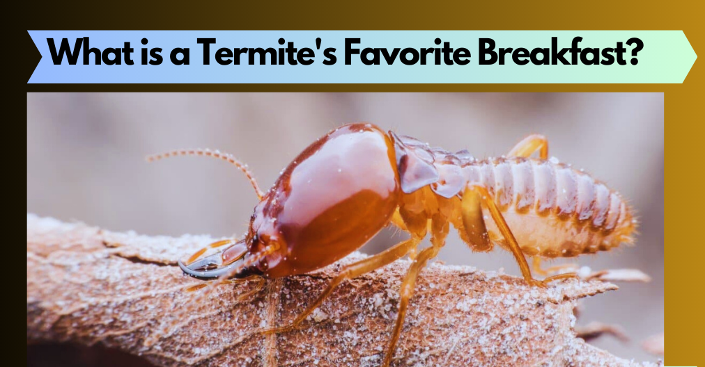 What is a Termite’s Favorite Breakfast?