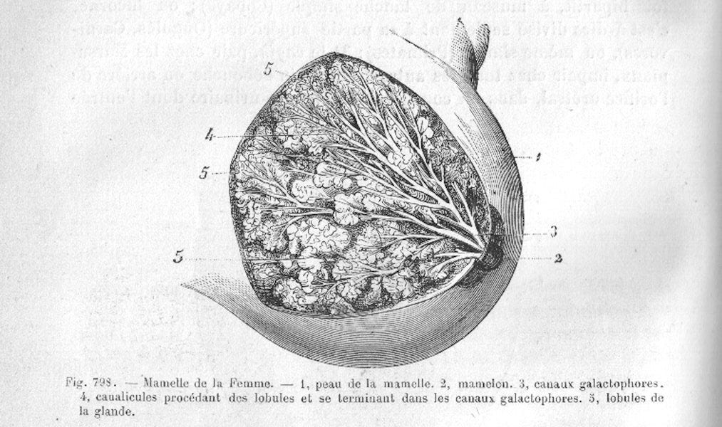 Pas d’image générée par IA pour cette fois, mais une vraie gravure médicale du domaine public