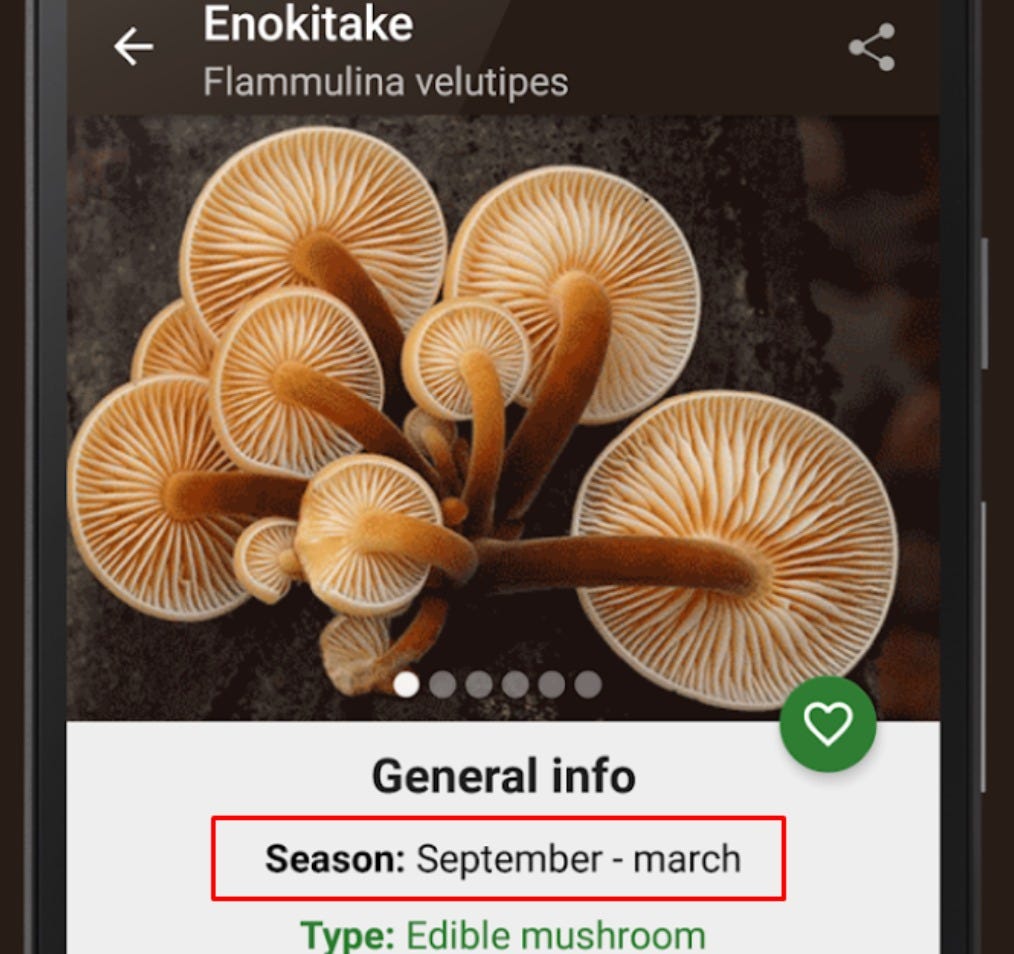 mushroom calendar on Book of Mushrooms