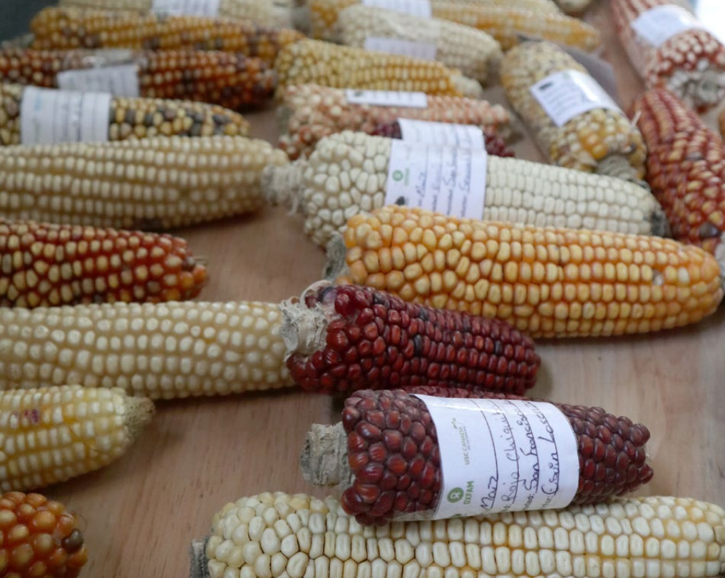 Several different varieties of maize crop, of different sizes and colours.