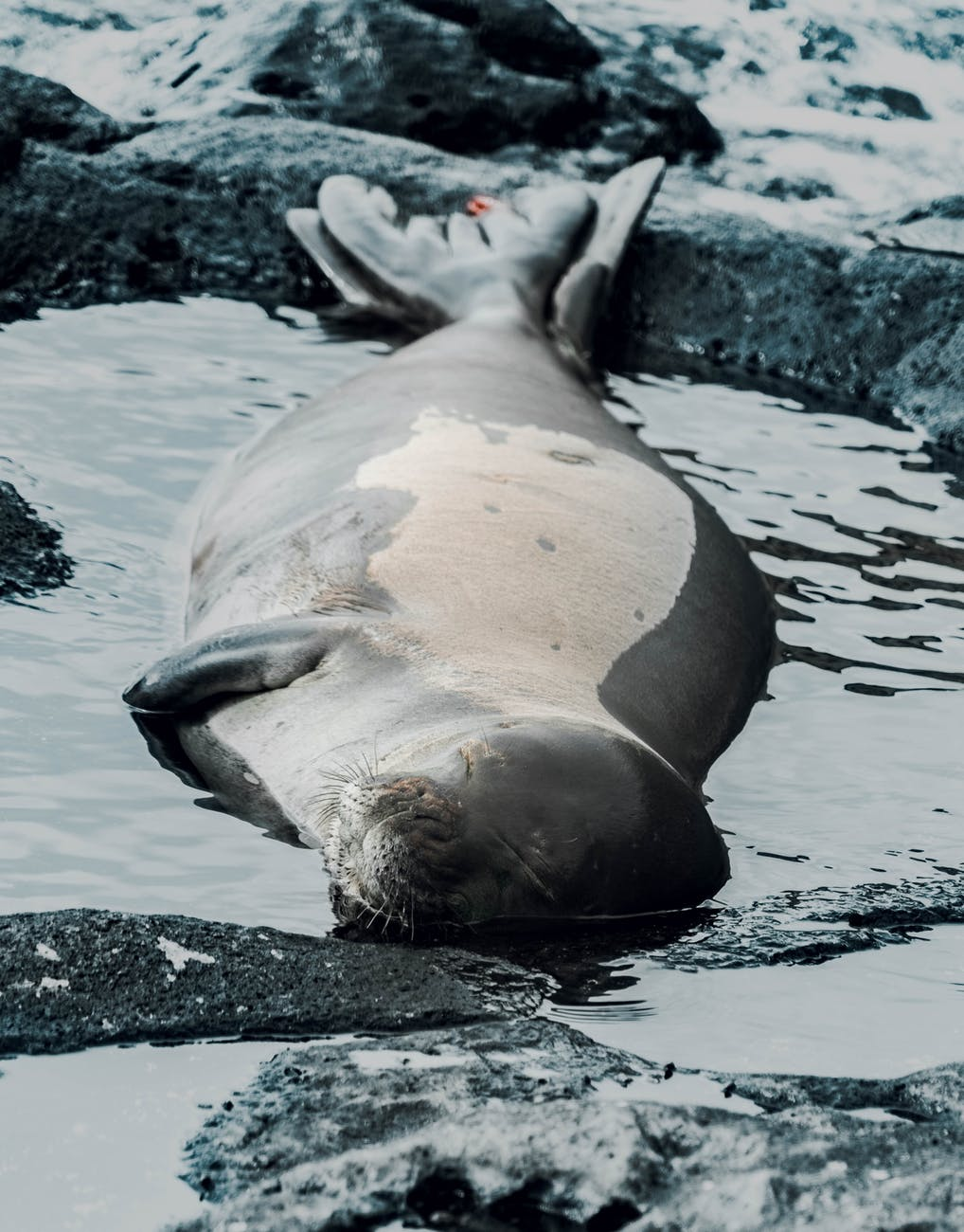 Cute seal lying in a puddle of water