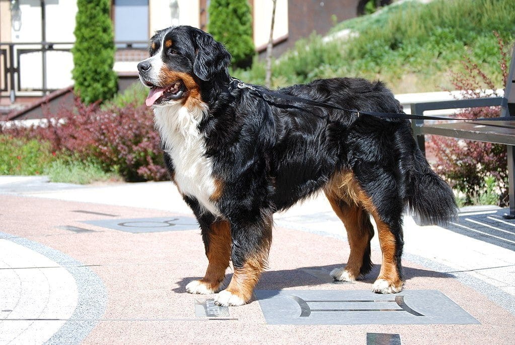 Discover the Majestic Bernese Mountain Dog: A Guide to Their History, Characteristics, and Care