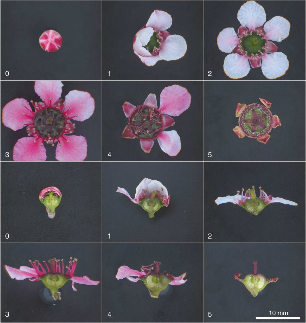 Stages of mānuka flower development