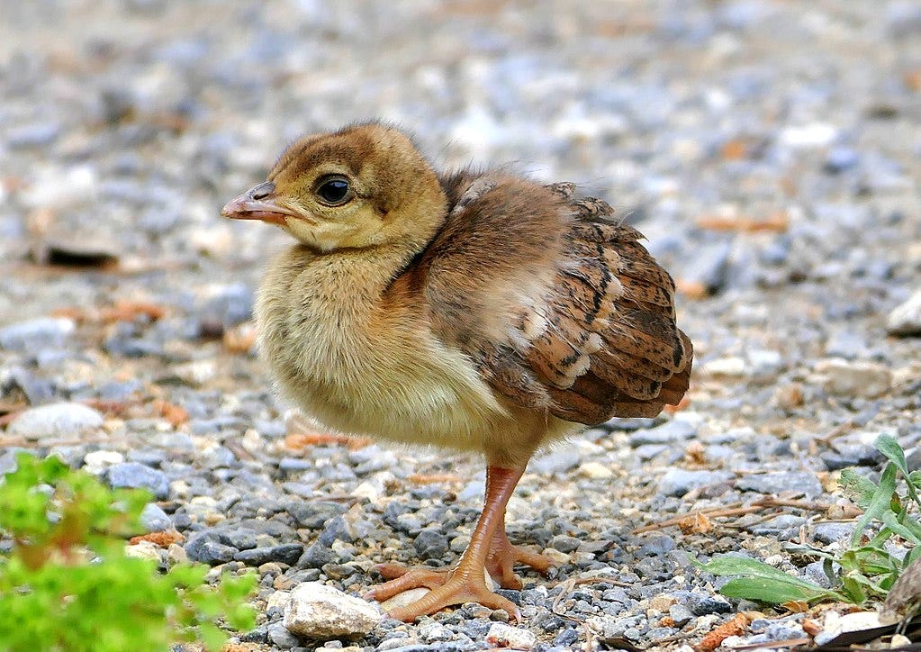 Photo of a baby peacock (peachick), all of whose feathers are different shades of brown.
