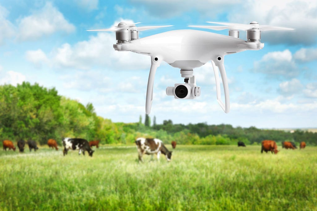 Drone Flying Above Pasture of Cattle