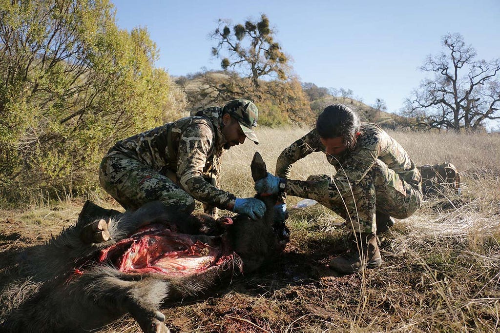 Field dressing a wild boar sow.