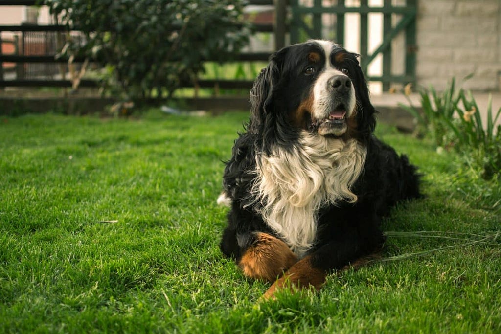 Bernese Mountain Dog