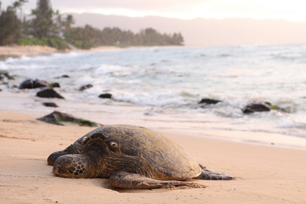 A turtle stranded on the beach
