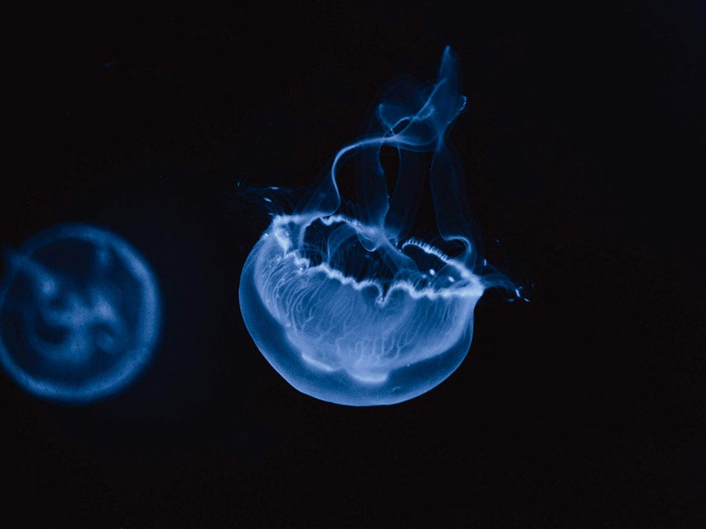 Close up shot of Blue jellyfish