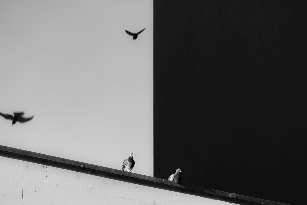 High contrast photo, with two birds. One sat on the left in the light, one sat on the right in the dark.