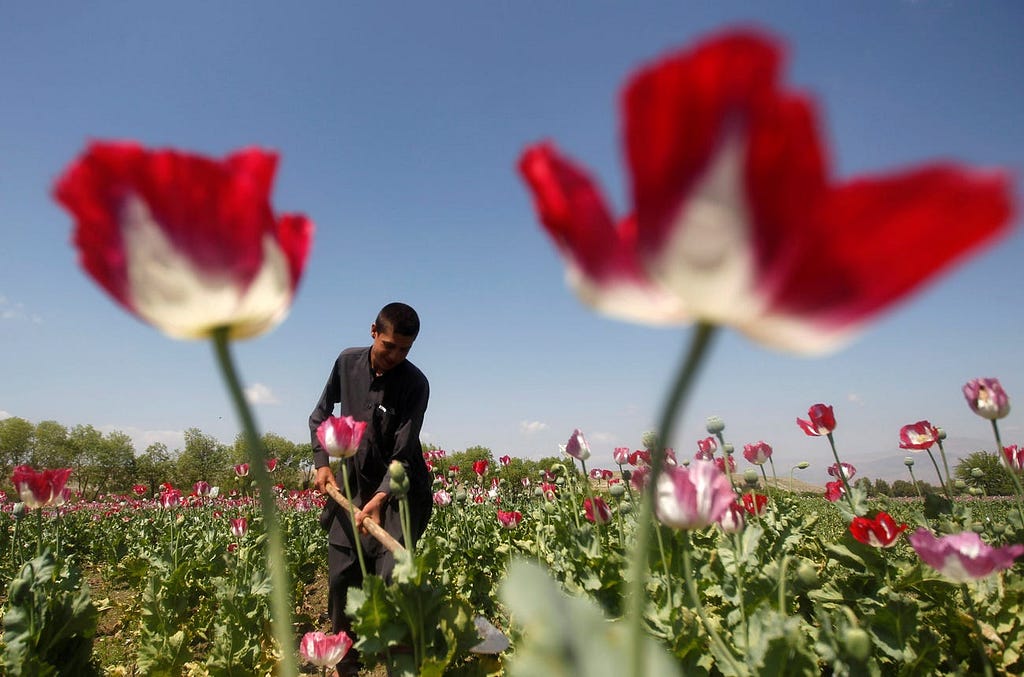 An Afghan man working on a poppy field.